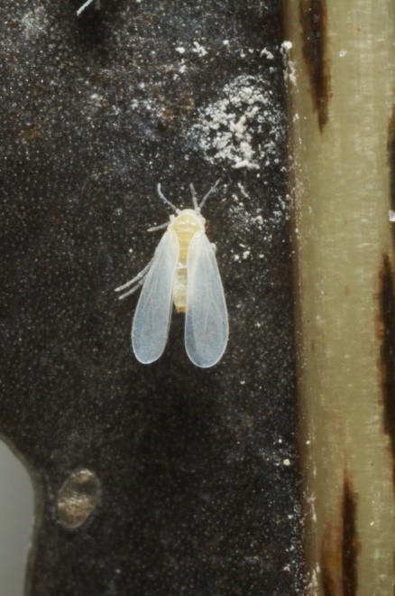 The greenhouse whitefly, a vector of both TICV and ToCV. © Fera Science Ltd/Defra photograph collection